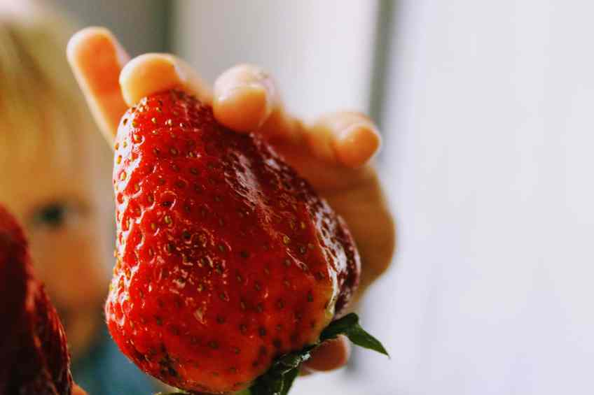 Toddler holding up large strawberry - German pancake, oven pancake, Dutch baby, puffed pancake, puffed oven pancake, Bismarck, and my family’s favorite, the hootenanny pancake—whatever you call yours, this is the perfect keto version of keto oven pancakes! Topped with a sliced strawberry, this is a great anytime breakfast or save it for a special occasion like Christmas. #keto #ketobreakfast 