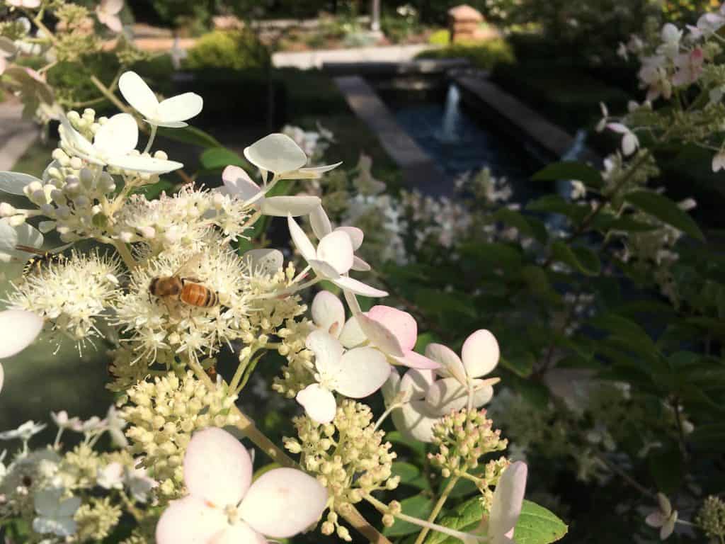 What is Honey? Is it keto friendly? Honeybee on flower extracting nectar